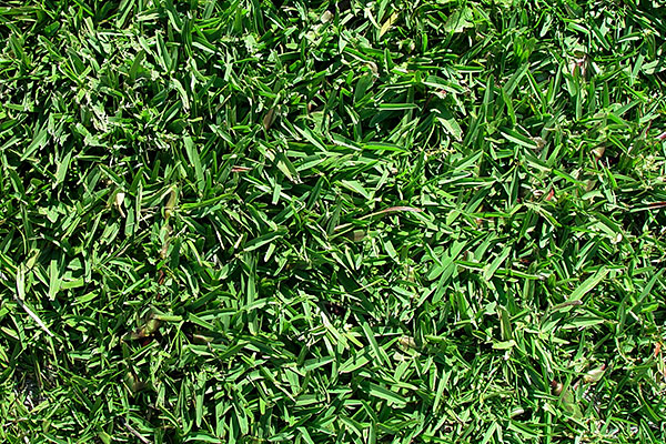 Buffalo Grass