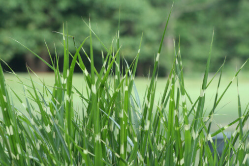 Everything to Know About Growing Tall Fescue Grass