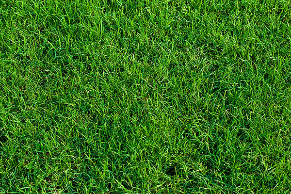 Bermuda Grass