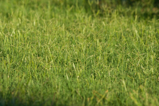 When Should You Overseed Bermuda Grass Reddi Lawn Maintenance