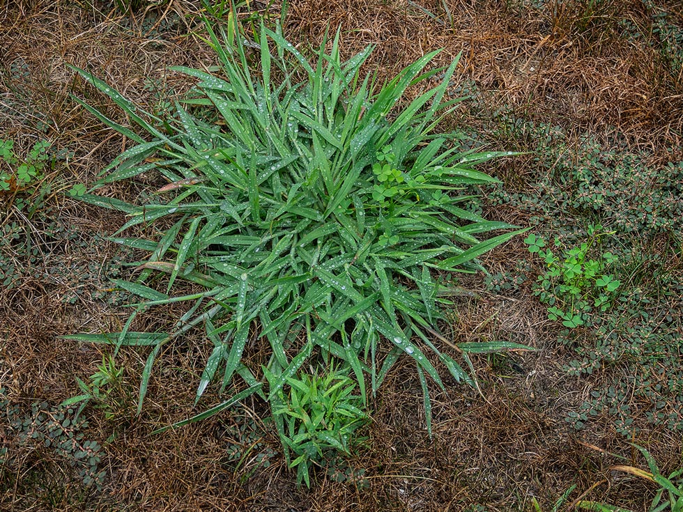 Crabgrass Treatment in Wichita - Reddi Lawn Care