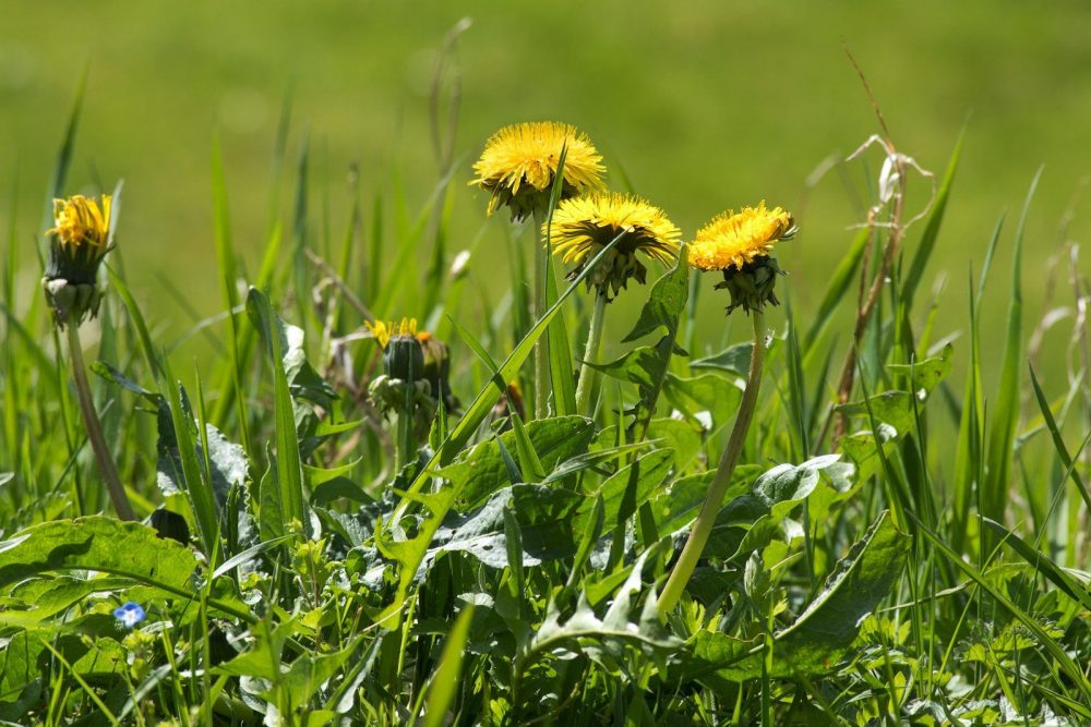 Dandelion Weed in Yard