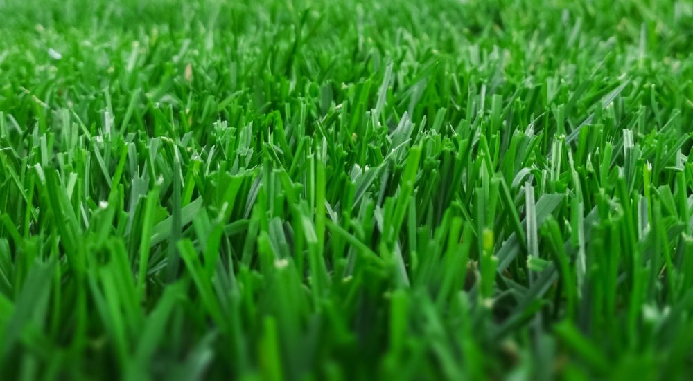 Lawn