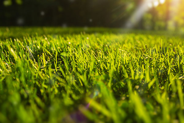 4 Types of Grasses Well-Suited to Wichita Lawns - Reddi Lawn Maintenance