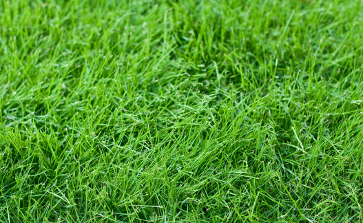 Young Fescue Grass