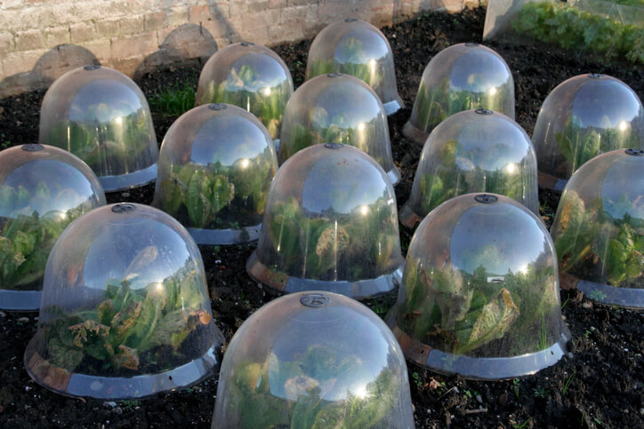 Garden Frost Protection Domes