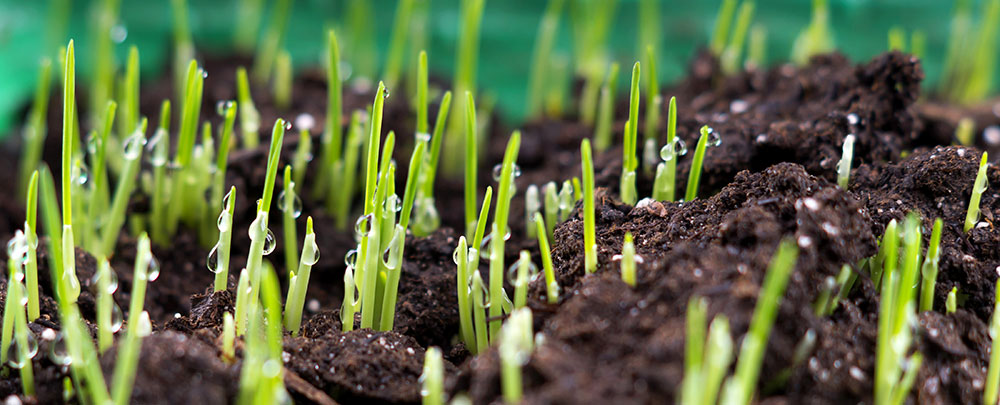 Grass Seeds Growing in Soil