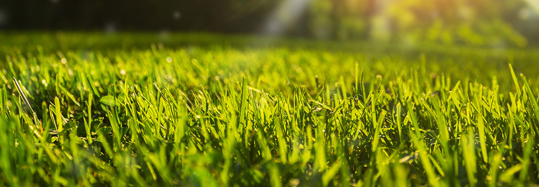 Lawn Mowing - Grass Cutting In Louisville From Just $35.00!