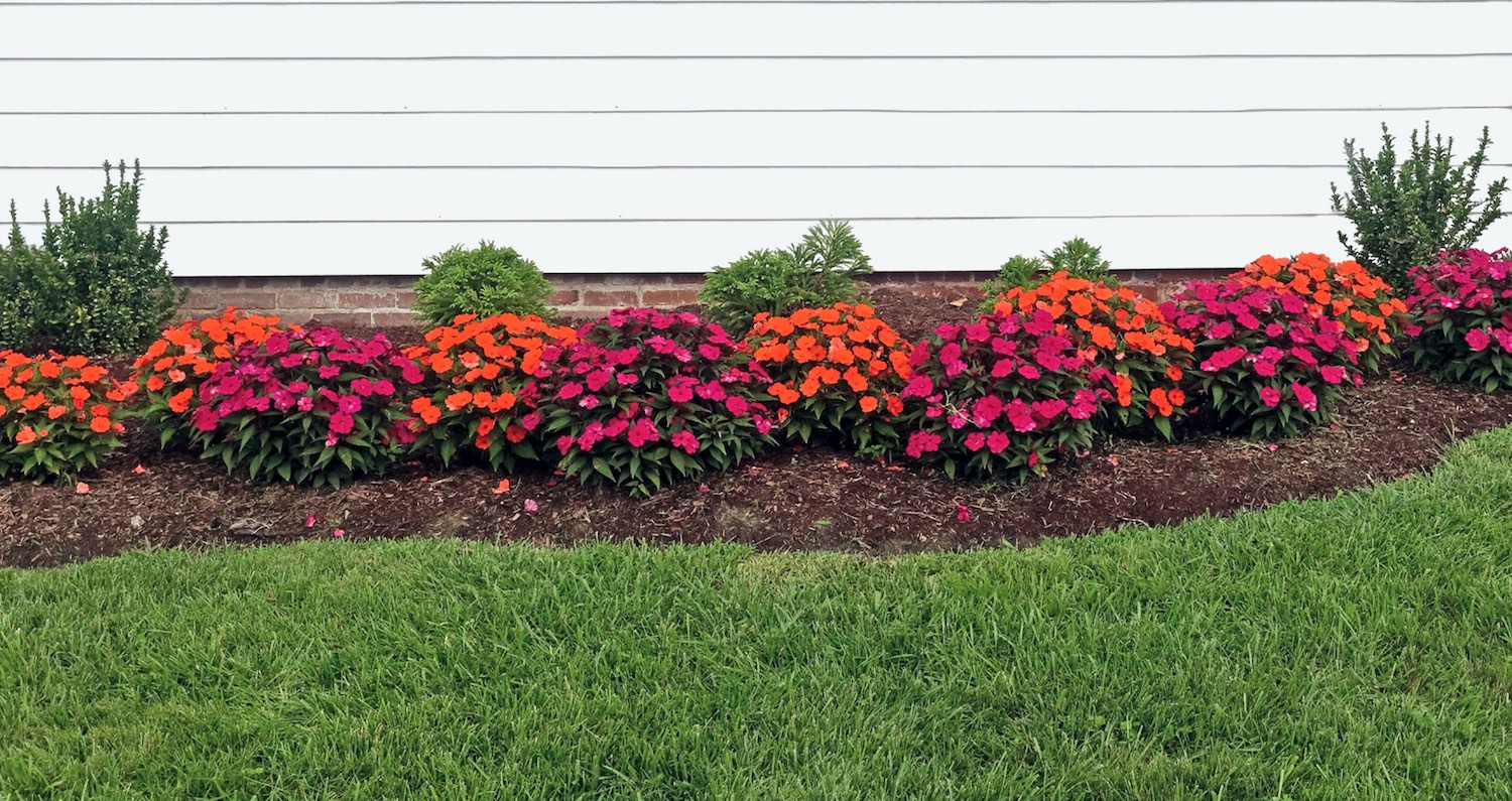 when to mulch flower beds