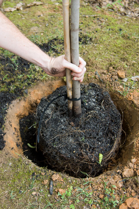 Planting a Tree