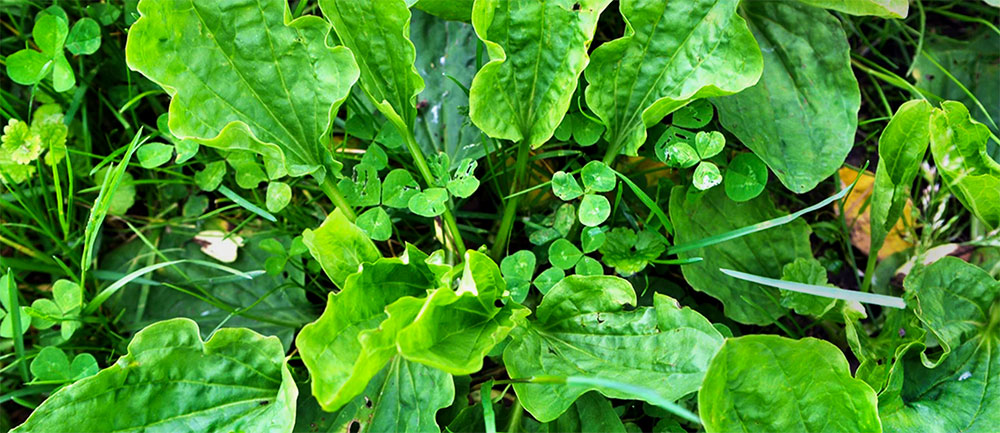 Ugly Weeds in Yard