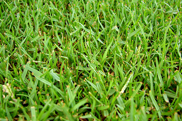 Zoysia